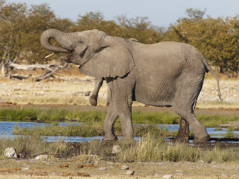 Elephant, Etosha National Park, Rietfontein